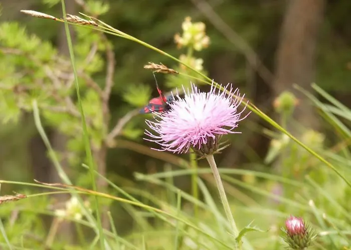 Garni Miramonti Falcade