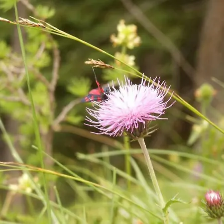 Garni Miramonti Falcade